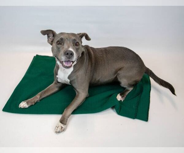 Medium Photo #5 American Staffordshire Terrier-Boxer Mix Puppy For Sale in Kennesaw, GA, USA