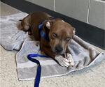 SONAR - Male Mutt Dog for Adoption - Small photo