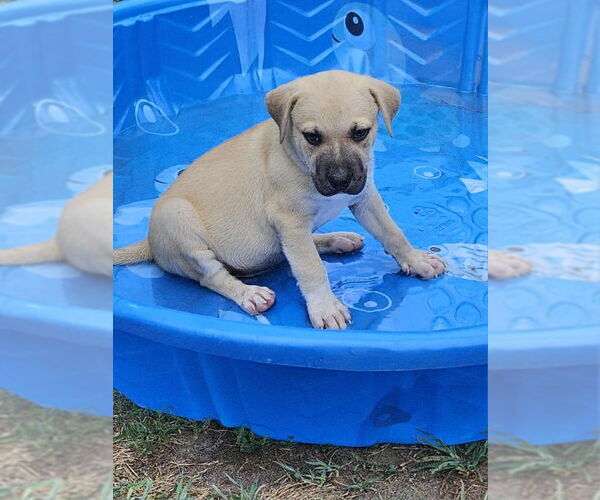 Medium Photo #2 Plott Hound-Unknown Mix Puppy For Sale in Wyoming, MI, USA
