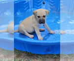 Small #1 Plott Hound Mix