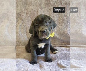 Cane Corso Puppy for sale in MINERAL WELLS, WV, USA