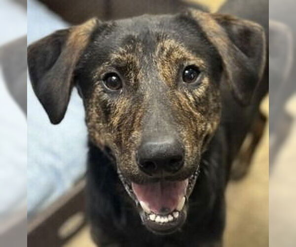 Medium Photo #1 Plott Hound-Retriever  Mix Puppy For Sale in Canton, CT, USA