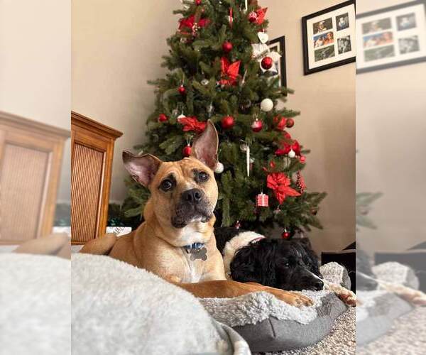 Medium Photo #10 Mutt Puppy For Sale in Kennesaw, GA, USA