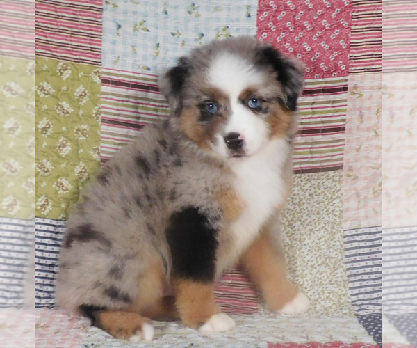 Medium Photo #4 Miniature Australian Shepherd Puppy For Sale in HARRISON, OH, USA