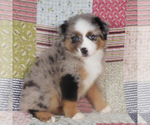 Small #3 Miniature Australian Shepherd