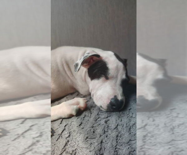 Medium Photo #4 American Pit Bull Terrier-Unknown Mix Puppy For Sale in New London, WI, USA