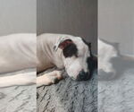 Small #3 American Pit Bull Terrier Mix