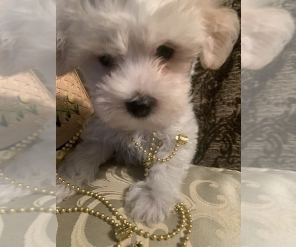 Medium Photo #2 Morkie Puppy For Sale in PALATKA, FL, USA