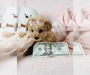 Poodle (Toy) Puppy for sale in MIAMI, FL, USA