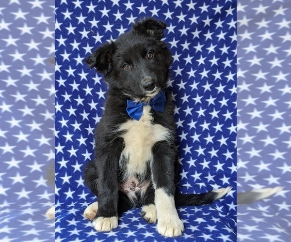 Medium Photo #2 Border Collie Puppy For Sale in KIRKWOOD, PA, USA