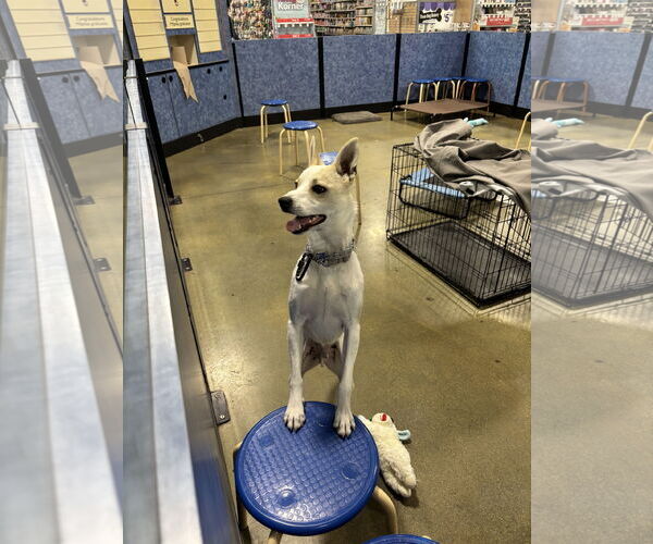 Medium Photo #3 Carolina Dog-Unknown Mix Puppy For Sale in Morgan Hill, CA, USA