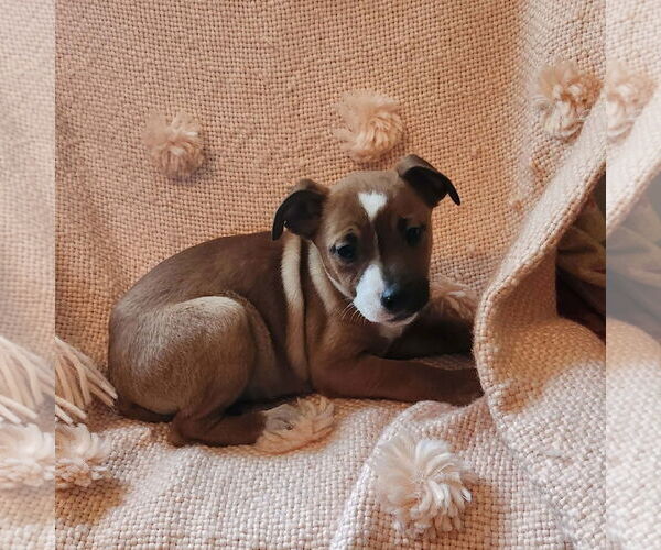 Medium Photo #2 Mutt Puppy For Sale in SHERBURNE, NY, USA