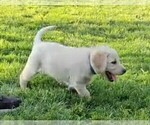 Puppy Dark Blue Labrador Retriever