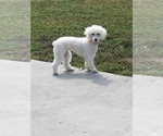 Small Photo #3 Poodle (Toy) Puppy For Sale in ORLANDO, FL, USA