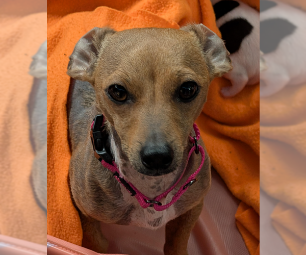 Medium Photo #1 Chihuahua-Unknown Mix Puppy For Sale in Brooklyn Center, MN, USA