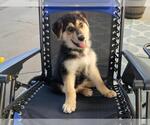 Small #2 Australian Shepherd-German Shepherd Dog Mix