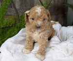 Small #3 Cavapoo