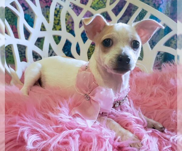 Medium Photo #5 Chihuahua-Unknown Mix Puppy For Sale in Chino Hills, CA, USA