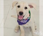 Small #3 Australian Shepherd Mix