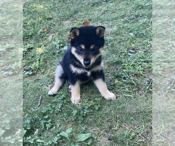 Medium Photo #3 Shiba Inu Puppy For Sale in AVA, MO, USA