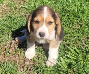 Beagle Puppy for sale in APPOMATTOX, VA, USA