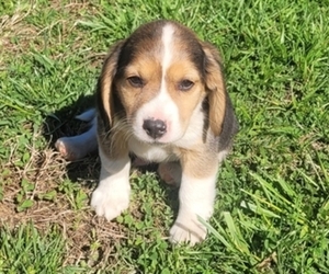 Beagle Puppy for sale in APPOMATTOX, VA, USA