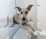 Small #2 Mutt