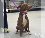 Small #1 Dachshund-Labrador Retriever Mix