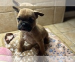 Small #2 American Bullnese-French Bulldog Mix