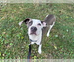 Small #3 American Staffordshire Terrier Mix