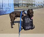 Small #1 American Pit Bull Terrier Mix