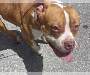 Mutt Dogs for adoption in Houston, TX, USA