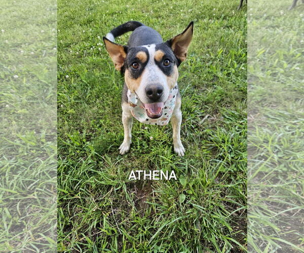 Medium Photo #1 Mutt Puppy For Sale in Garden City, NY, USA