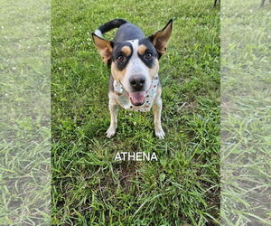 Mutt Dogs for adoption in Garden City, NY, USA