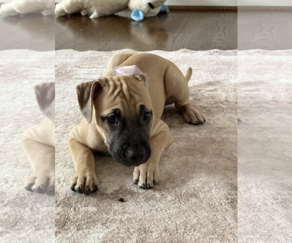 Medium Photo #1 Mastiff-Unknown Mix Puppy For Sale in The Woodlands, TX, USA