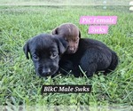 Image preview for Ad Listing. Nickname: Litter of 9