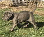 Small Photo #15 Neapolitan Mastiff Puppy For Sale in BRISTOW, VA, USA