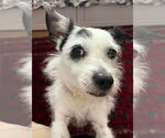 Small Mutt