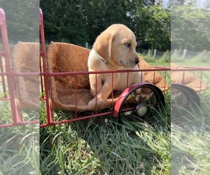 Labrador Retriever Puppy for Sale in NEOLA, West Virginia USA