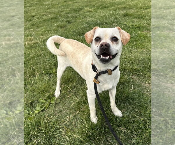 Medium Photo #4 Mutt Puppy For Sale in Evansville, IN, USA