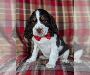 English Springer Spaniel Puppy for sale in LANCASTER, PA, USA