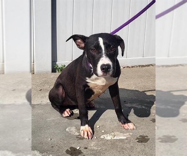 Medium Photo #1 American Staffordshire Terrier-Unknown Mix Puppy For Sale in Louisville, KY, USA
