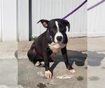 Small American Staffordshire Terrier Mix