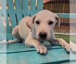 Small #2 Labrador Retriever Mix