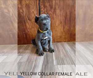 Cane Corso Puppy for sale in APPLE VALLEY, CA, USA