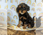 Small Photo #3 Miniature Bernedoodle Puppy For Sale in SPARTA, MO, USA