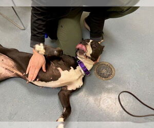 American Pit Bull Terrier-Unknown Mix Dogs for adoption in Denver, CO, USA