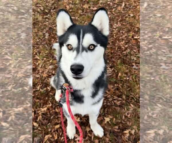 Medium Photo #3 Siberian Husky Puppy For Sale in Severn, MD, USA