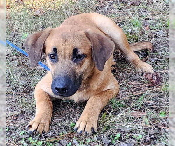 Medium Photo #3 Mutt Puppy For Sale in Wetumpka, AL, USA