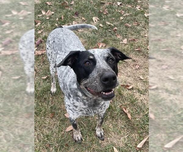Medium Photo #1 Bull Terrier-Unknown Mix Puppy For Sale in Lee's Summit, MO, USA